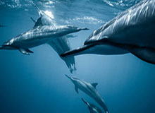 探寻极致体育竞猜体验：为何选择ag体育网站成为你赛事之旅的起点